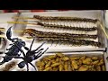 ムカデにサソリにタランチュラ…!タイの夜市がカオス過ぎる