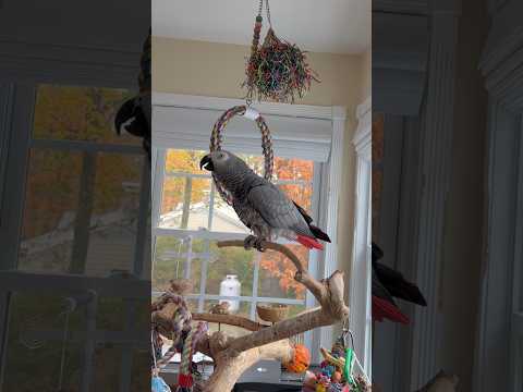 بضع دقائق مع سايمون بعد ظهر اليوم الرجاء الاشتراك ببغاء مضحك ببغاء ناطق