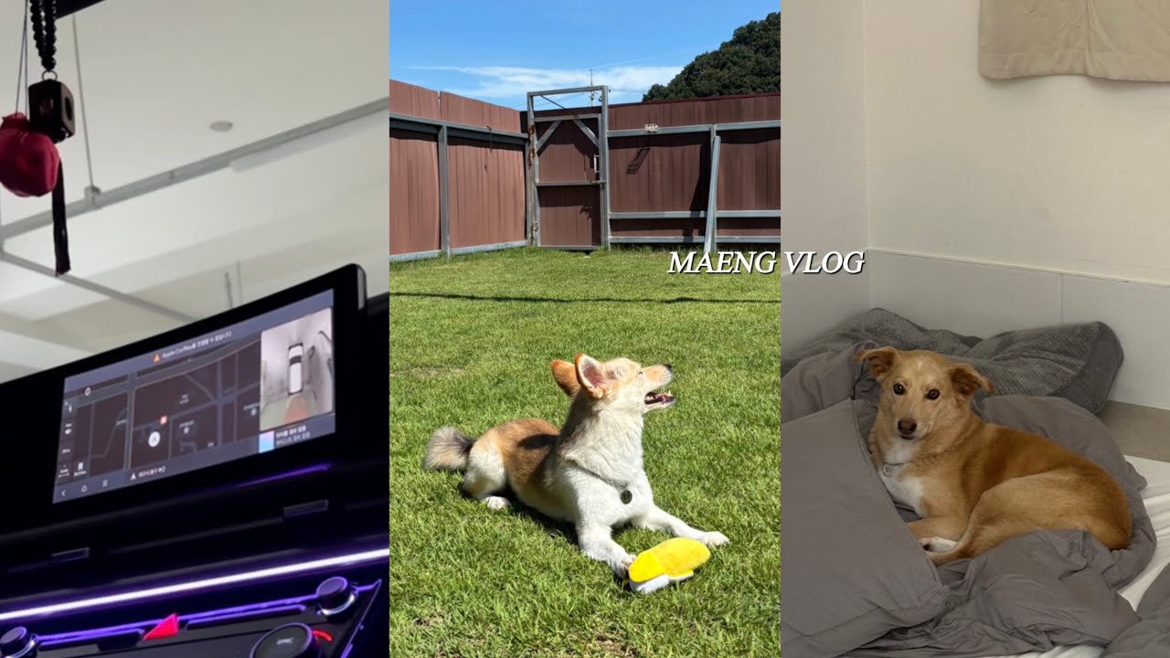 [VLOG] 싼타페mx5ㅣ운전 드라이브ㅣ강아지와 함께한 나의 여름 휴가 브이로그ㅣ드라이브스루 쉽지 않네..