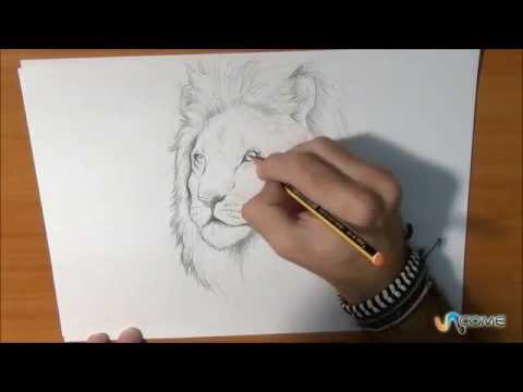 Come disegnare un leone vero