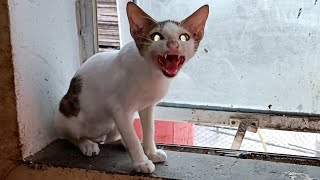 Vampire Baby Cat Wants To Bite Me Cute Cat Videos 2023