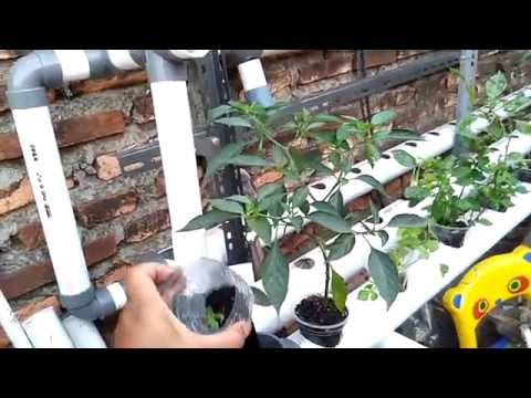 Menanam Cabe di pipa paralon Doovi Menanam Cabe di pipa paralon Doovi