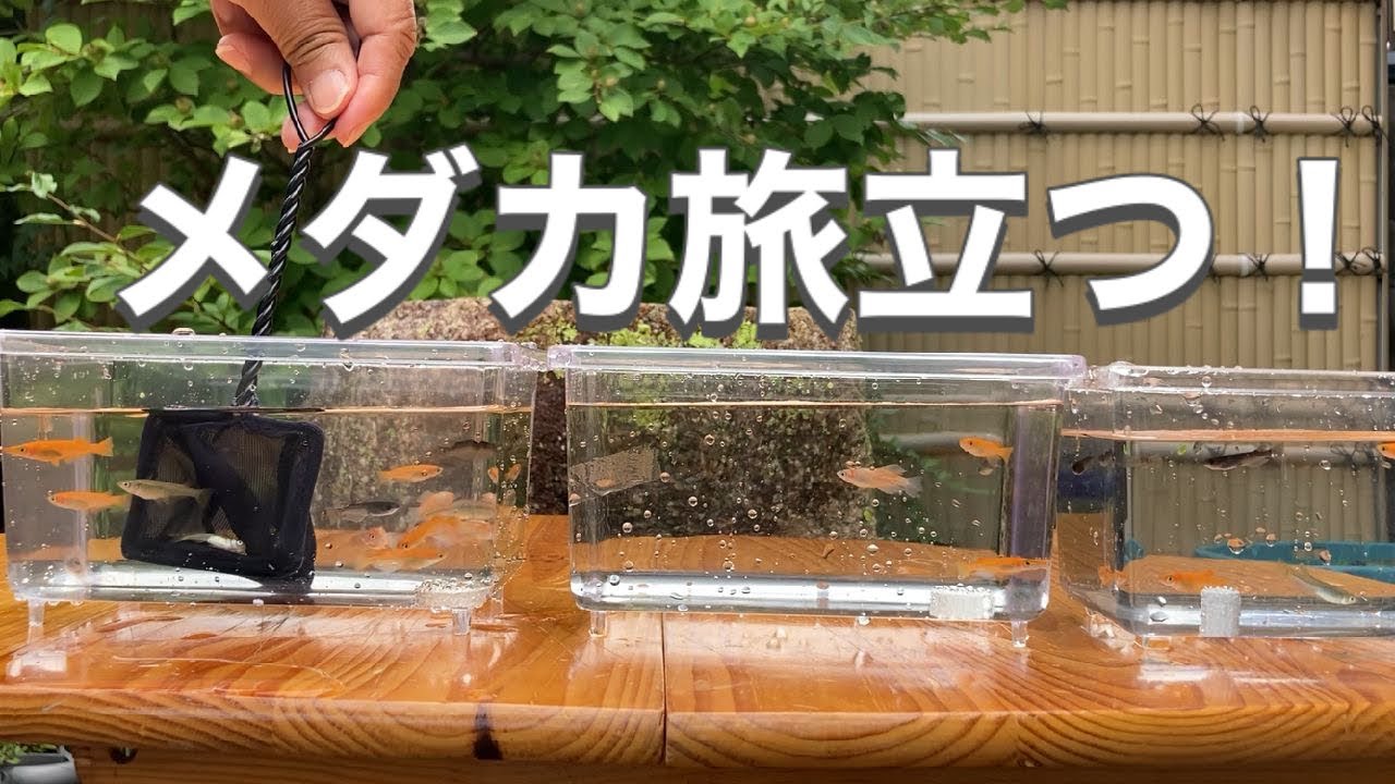 メダカをダイソーのプラケースに入れて里親へ旅立たせます メダカ無料配布 Youtube