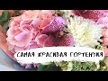 Будни флориста 109/ САМАЯ КРАСИВАЯ ГОРТЕНЗИЯ.