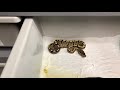 Update on our first 2 clutches of Ball Pythons