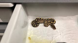 Update on our first 2 clutches of Ball Pythons