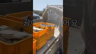 제주광어잡아왔어요 #귀농생활