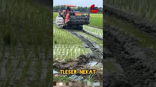 Tleser Nekat | Padi Baru Di Hajar Tleser | Mesin Perontok Padi | Kubota