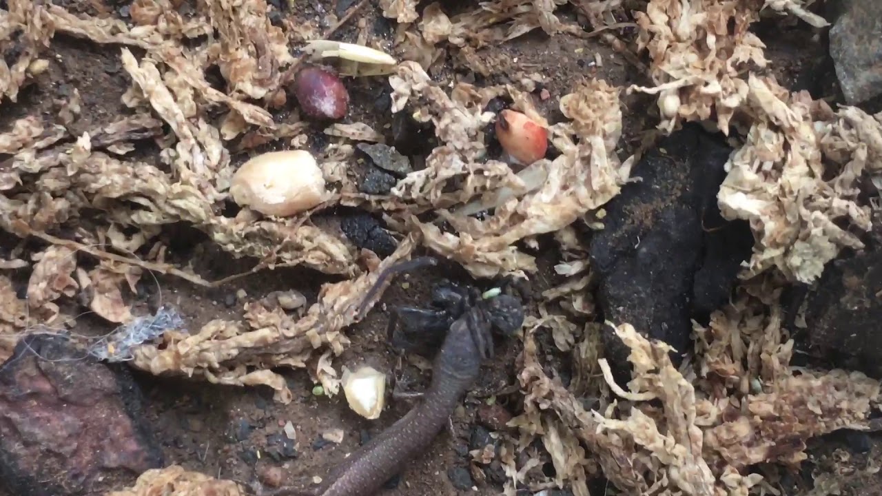 camera iphone 8 plus apk Young 4-5 week old skinks (rare captive bred weasel skinks)