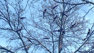 Magpies come out after extreme cold weather. They are happily sing together at same tones sometimes. by Iris Shine 99 views 3 months ago 6 minutes, 37 seconds