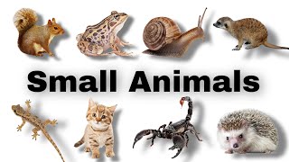 Small Animals Cute Little Animals Small Animal Names Smallest Animals Animal Sounds For Kids