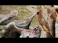 OMG! Giant Anteater Used Its Long Beak To Defeats Leopard - Anteater Vs Leopard