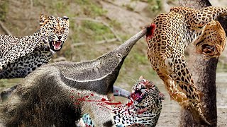OMG! Giant Anteater Used Its Long Beak To Defeats Leopard - Anteater Vs Leopard