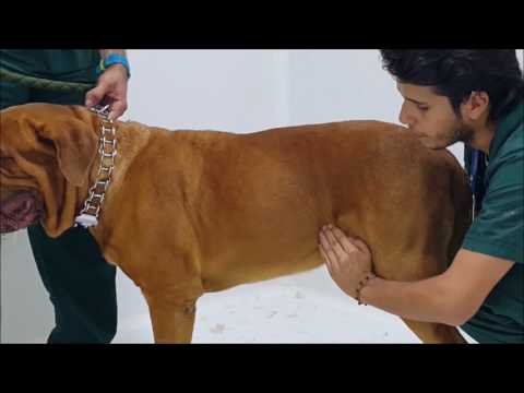 Video: ¿Qué es palpar a un perro?