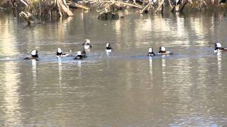 Hooded Merganser Dance.MOV