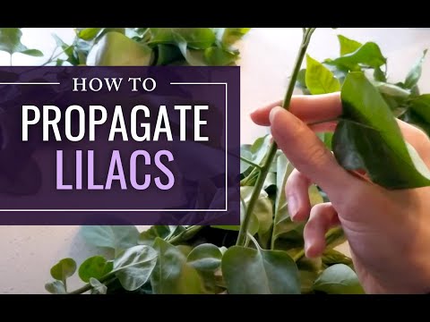 Video: Rooting Lilac Cuttings - Noj Cuttings Lilac Bushes