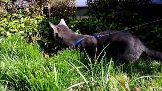 The cats are eating some grass by polakpola 190 views 9 years ago 55 seconds