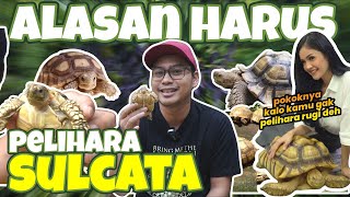 INI ALASAN KENAPA KAMU HARUS PELIAHARA SULCATA DARI PADA HEWAN LAIN ?