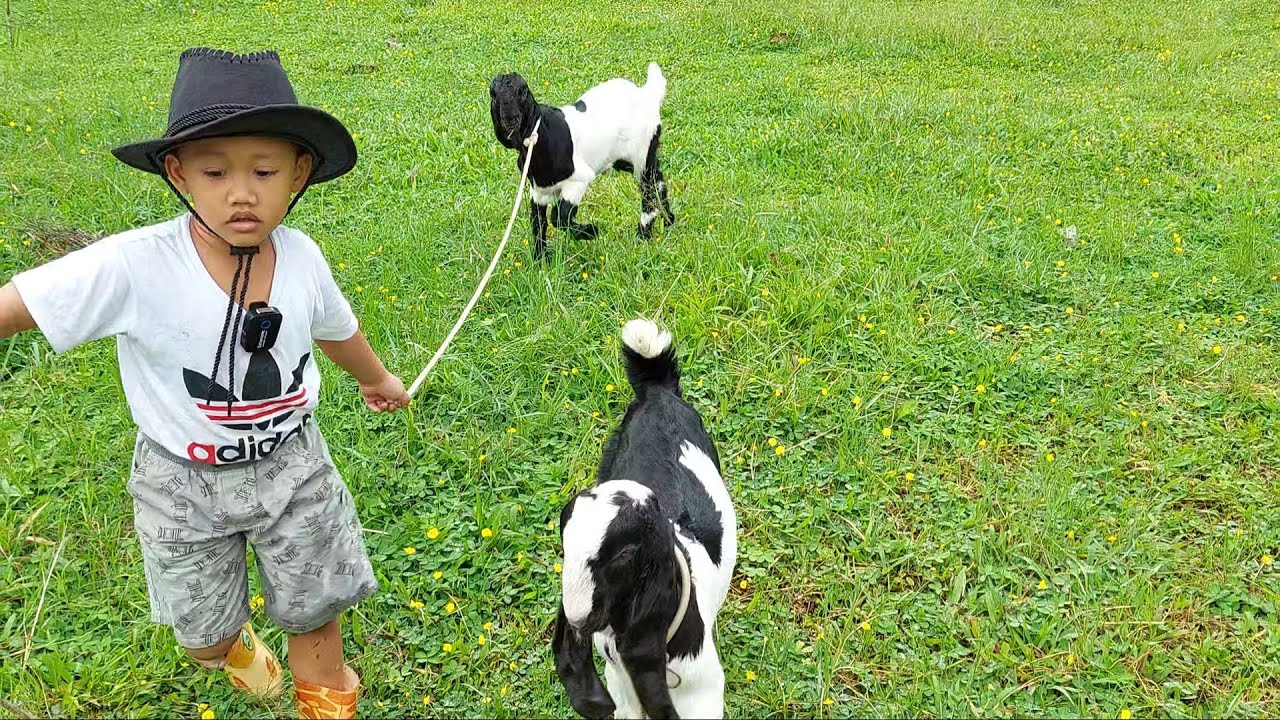 Angon Kambing Lucu - lucu