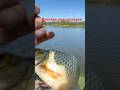 На такой рыбалке это трофей:) #рыбалка #поплавок #природа #fishing