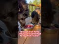 I found an injured mother wolf and her cub in the wild, and I rescued them!#touching #wolf #animals
