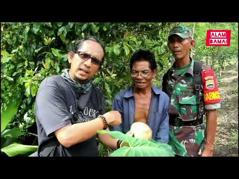 Story orang utan Tapanuli Kalimantan dan orangutan Sumatera 2023
