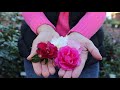 Non-Stop Flowers for Winter ~ Camellia 101 // Gardening with Creekside