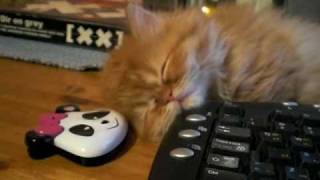 Ruby falling asleep♥
