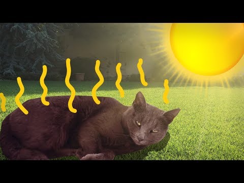 Video: Ako Kŕmiť Mačku V Horúčave