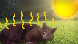 AKO TO MAJÚ MAČKY V LETE? - Mačka Jackie