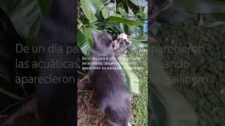 Desaparecieron las acuáticas, casualmente cuando aparecieron los paraguas del gallinero.