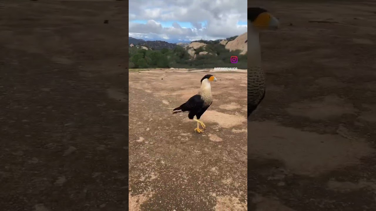 Northern Crested Caracara running reminds people of dinosaurs. Birds are actual dinosaurs