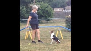 Training Your Dog the Wait Cue (with increased difficulty) | Camp Embark Training Series