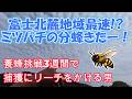 養蜂を思い立ってわずか3週間での奇跡…富士北麓地域最速での日本ミツバチの分蜂の確認！？でもこれからどうすればいいんだ！？【養蜂】