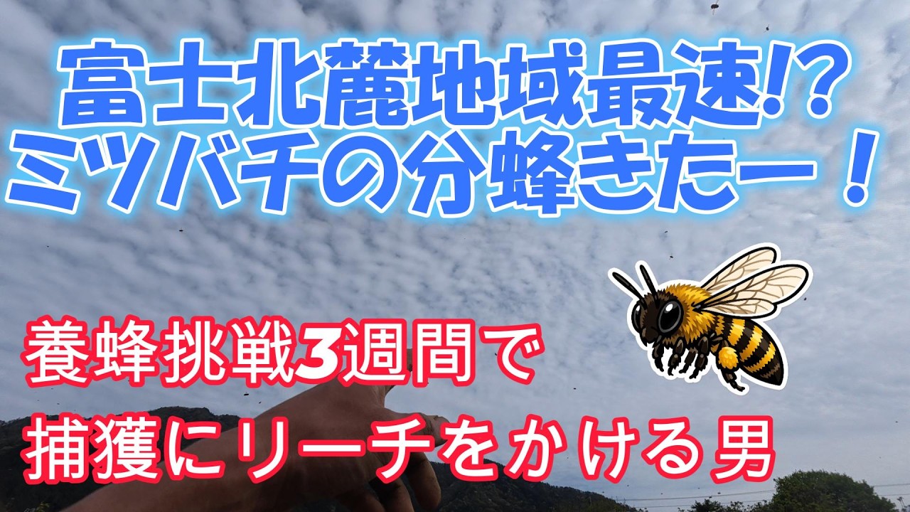 養蜂を思い立ってわずか3週間での奇跡…富士北麓地域最速での日本ミツバチの分蜂の確認！？でもこれからどうすればいいんだ！？【養蜂】
