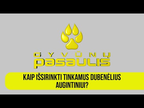 Video: Kaip Pasirinkti šeimos Augintinį