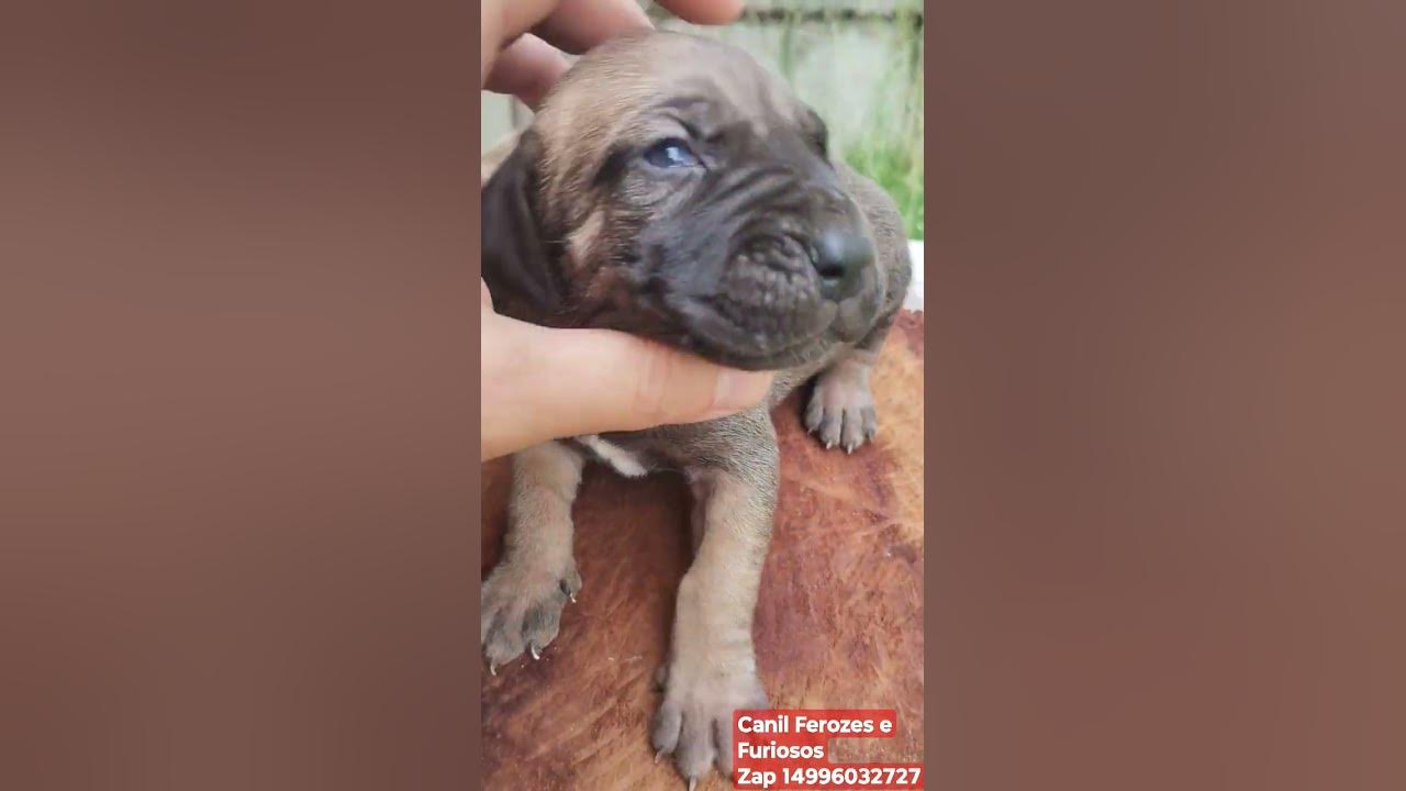 Fila Brasileiro Gigante 16 dias, reservas 14996032727 