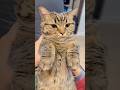 可愛すぎるスコティッシュを育てる、猫好き下僕たち... #cat #猫