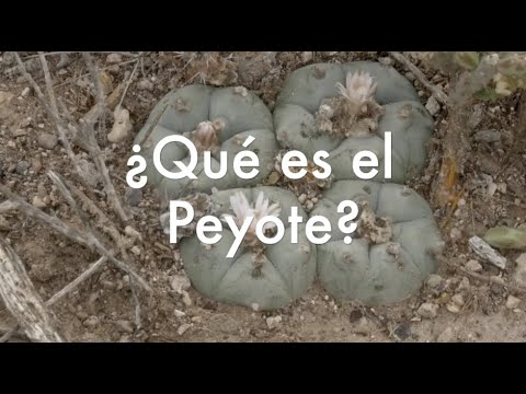 Video: Cultivo de Peyote - Aprenda sobre el cuidado de las plantas de Peyote Cactus