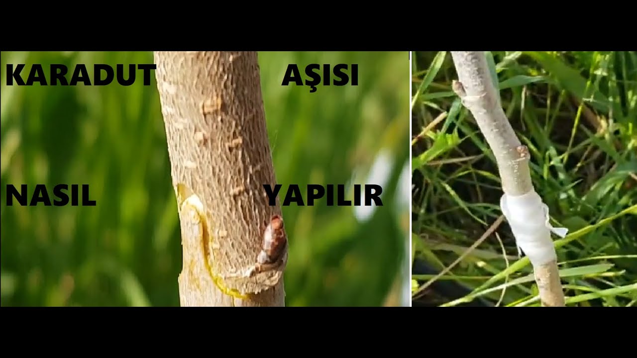 KARADUT AŞISI NASIL YAPILIR