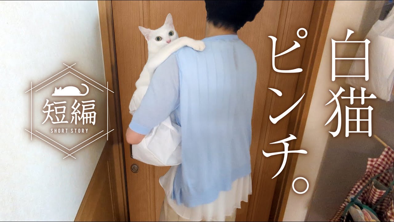 初めて猫と暮らして思うこと。 - YouTube