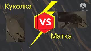 У матки появилась куколка