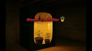 Week 4 in the basement: Two cars are really taking off! 🌱🔦
