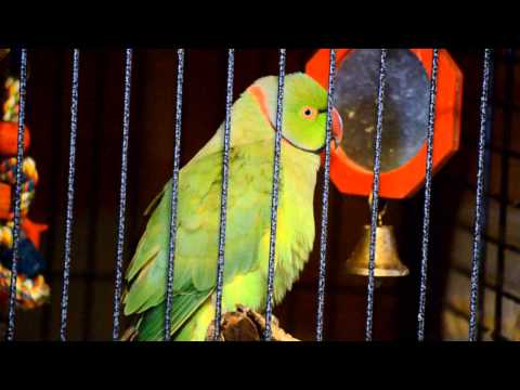 talking-indian-ringneck-parrot-cruiser-2-yrs-9-months