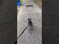 Clyde is “Sticking” around!#frenchbulldog #tree #frenchie #walking