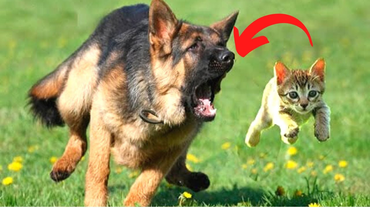 Can German Shepherds stay with Cats 