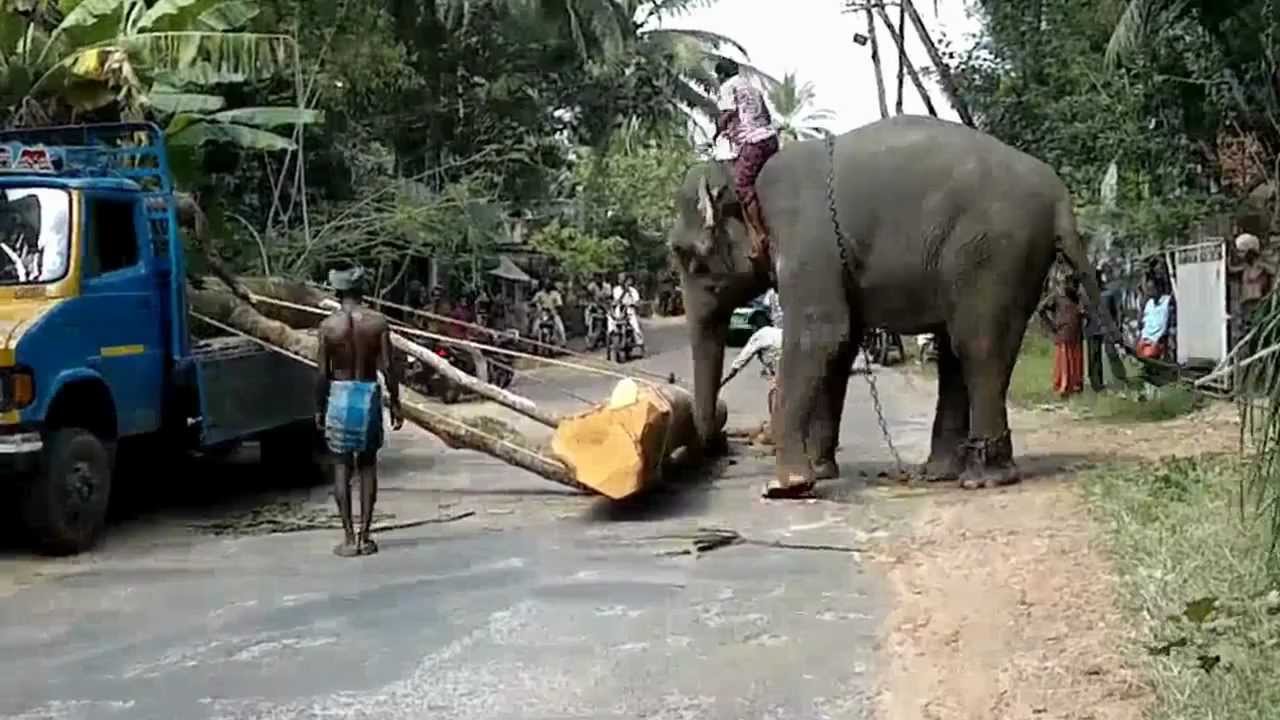 Elephant Lifting Log Of Wood YouTube elephant-lifting-log-of-wood-youtube