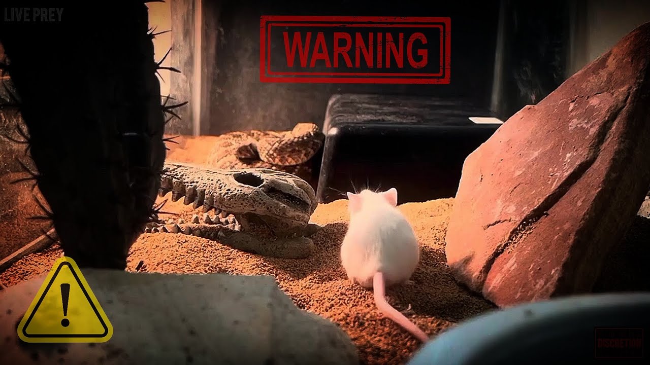 Live Prey Live Feeding Compilation *WARNING* LIVE PREY - YouTube