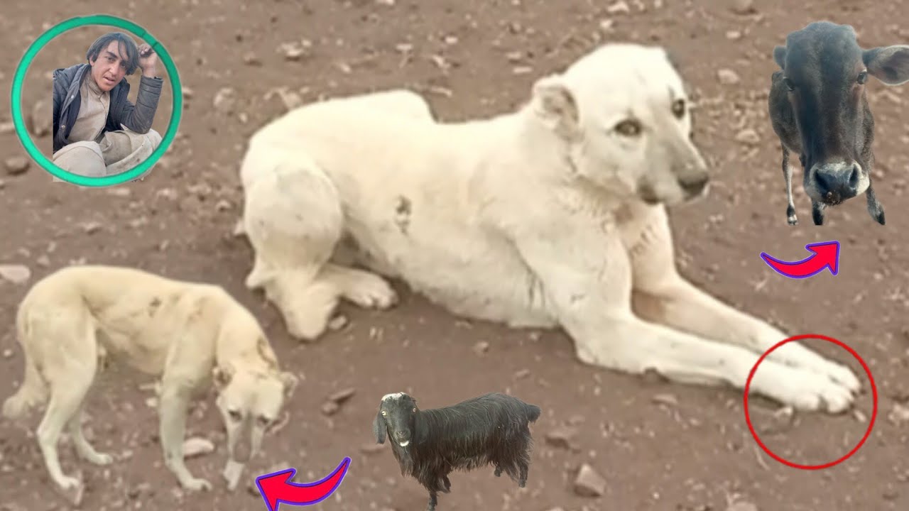 گولان خر سفئ کری غوا چرگ نور حیوان 2026Golan Khar Safi Goat Cow Charg Noor Animal