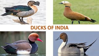 Ducks of India 🦆 🇮🇳 | Birds | Indian Birds